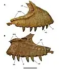 Photograph of the right maxilla (upper jaw bone) of Carcharodontosaurus saharicus in side view.