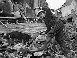 Air Raid Precautions dog at work in Poplar, London, England, 1941