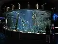 Pacific Kelp tank