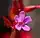 Geranium robertianum, Robert geranium, Moonlight Bay vicinity