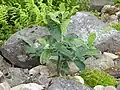 A young specimen