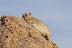 at Erongo, Namibia