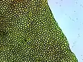 Roma tomato skin cells at 60x magnification
