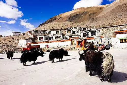 A view of the modest Rongbuk Monastery with yaks in the foreground[16]
