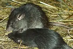 Two black rats lying on straw