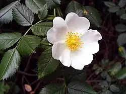 Photograph of a flower with five white petals