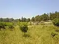Rosh HaAyin Forest – Image 3