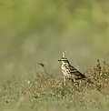 At Subansiri Grassland, Dhemaji District, Assam, India