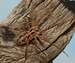 female