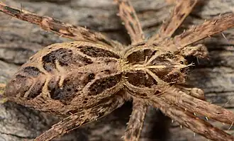 female