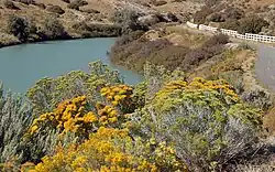 Rubber rabbitbrush in Utah
