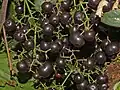 Ripe fruits of Rubia peregrina