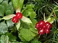 Fruits