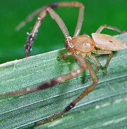 male