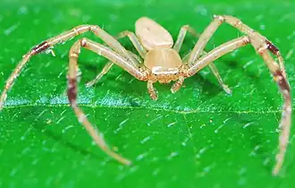 male