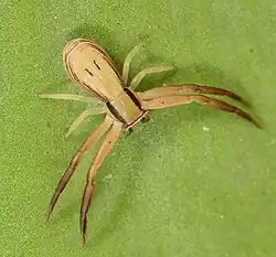 R. depressa