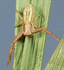 female