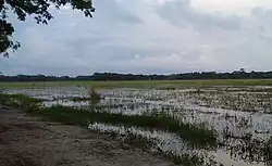 Rural Crop Field in Kalaia, Bauphal upazila