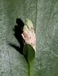 True leaf and flower on the phylloclade.