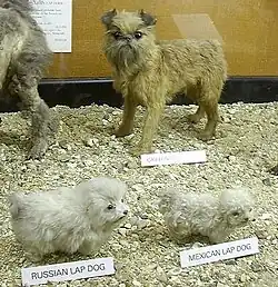 Russian and Mexican lapdog (immature)