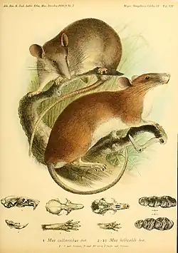 Drawing of brown and white rats