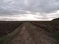 Fields