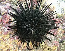 Stomopneustes variolaris, a Stomopneustoida