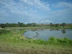 A rice field in La Palma