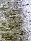 Bark of juvenile tree, Sir Harold Hillier Gardens