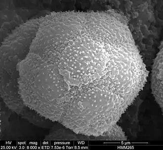 Pollen