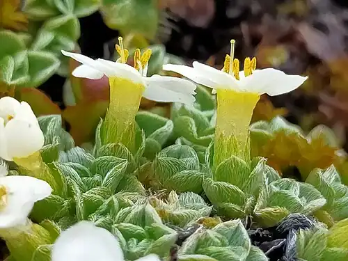 Flowers side on