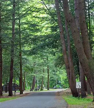Conifers
