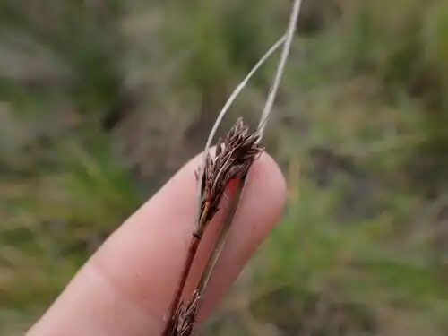 Flowering head