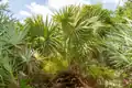Sabal miamiensis specimen at the site where the species was rediscovered. This is the largest individual documented to date (2025). Flower buds are present.