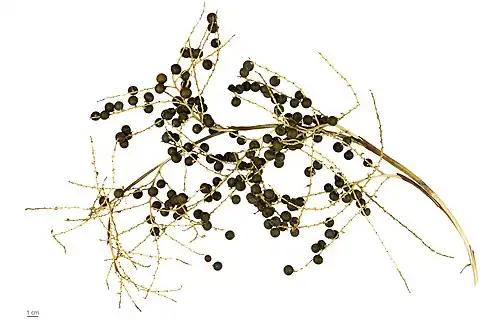 Sabal minor fruit (herbarium specimen, MHNT)