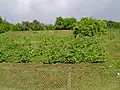 Sabile wineyard