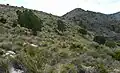 Specimens of Tetraclinis articulata (known locally as Cartagena cypress) in the Cabezo del Sabinar.