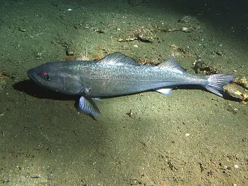 Resting on soft sediment 302 m (991 ft) deep