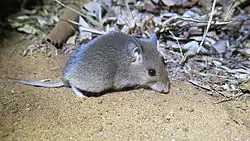 Gray mouse