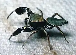 Male S. barbipes