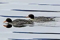 Salvadori's teal (Salvadorina waigiuensis)