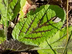 Leaf variegation