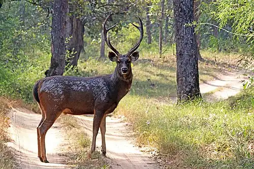 Brown cervid