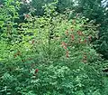 Clusters of berries of subsp. racemosa