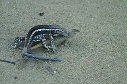 Mating