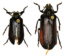 Sandalus niger