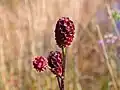 Great burnet