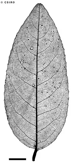 Black and white image of a leaf