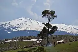 Sarıkamış landscape