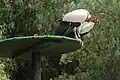 King vulture